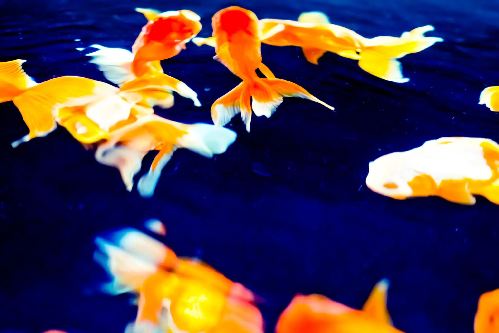 金魚
